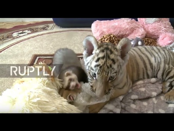 Russia: Amur the tigers son befriends impudent ferret while in