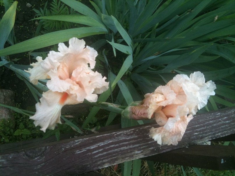 Лена Калинина | Великие Луки