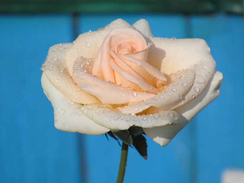 Денис Самсонов | Гомель