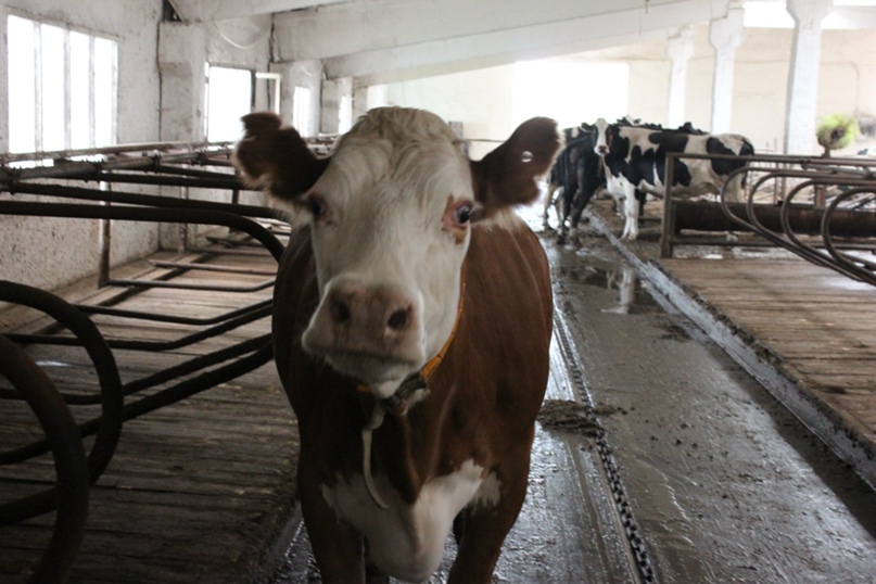 Елена Антонова | Москва