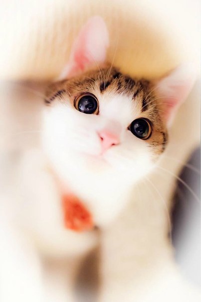 Екатерина Троян | Санкт-Петербург