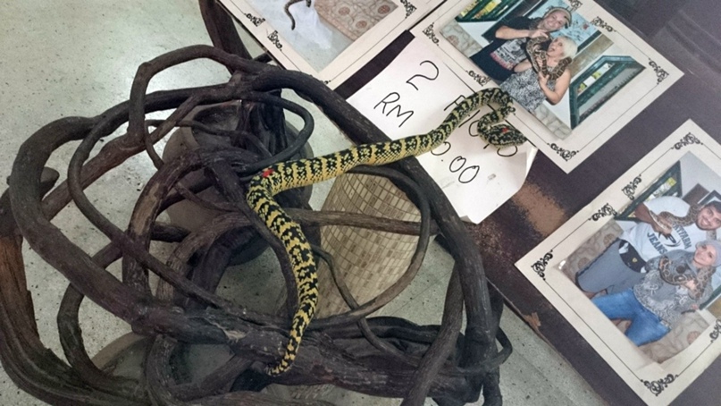 Кристина Петрова | Kuala Lumpur