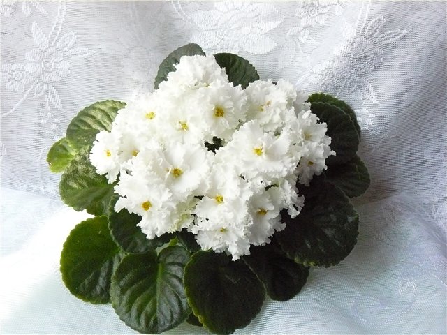 Анастасия Белышева | Минск