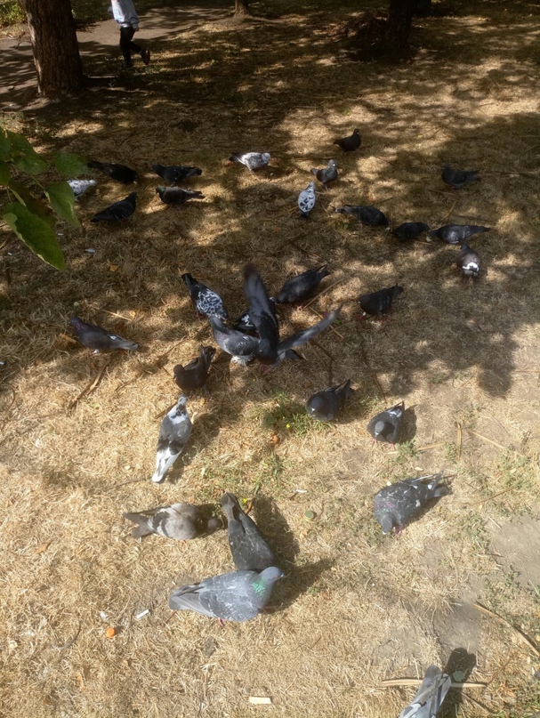 Наталья Нестеренко | Мариуполь