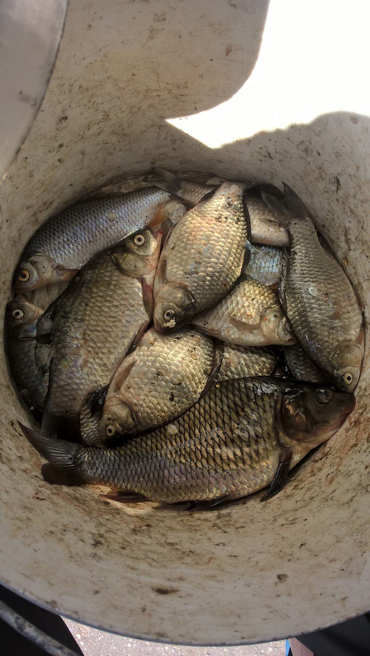 Игорь Поляков | Тула