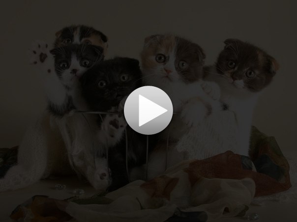 Алиночка Шевченко | Мариуполь