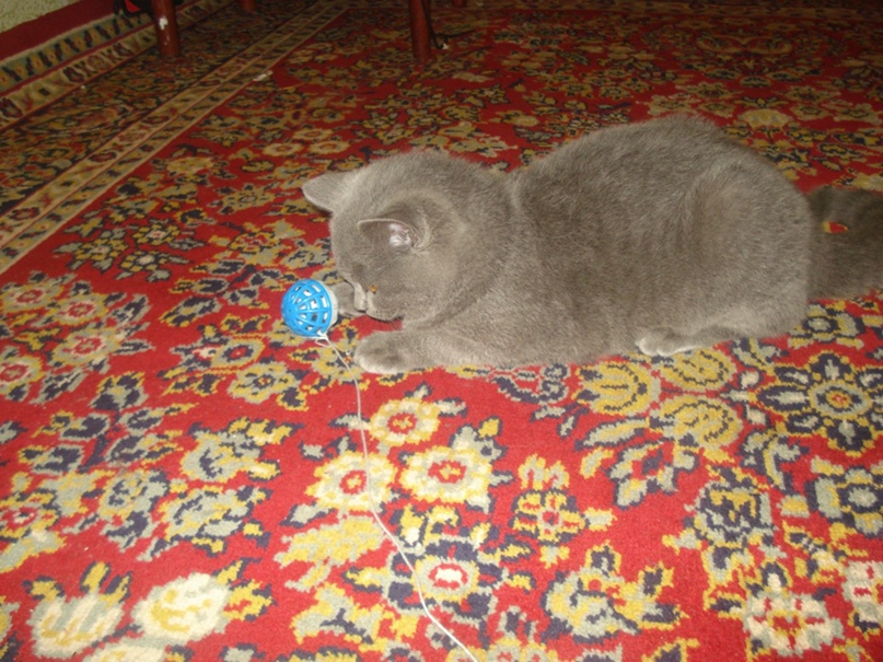 Екатерина Глебова | Житомир