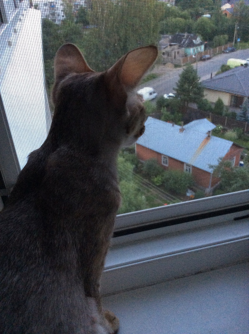 Екатерина Воскобойникова | Санкт-Петербург