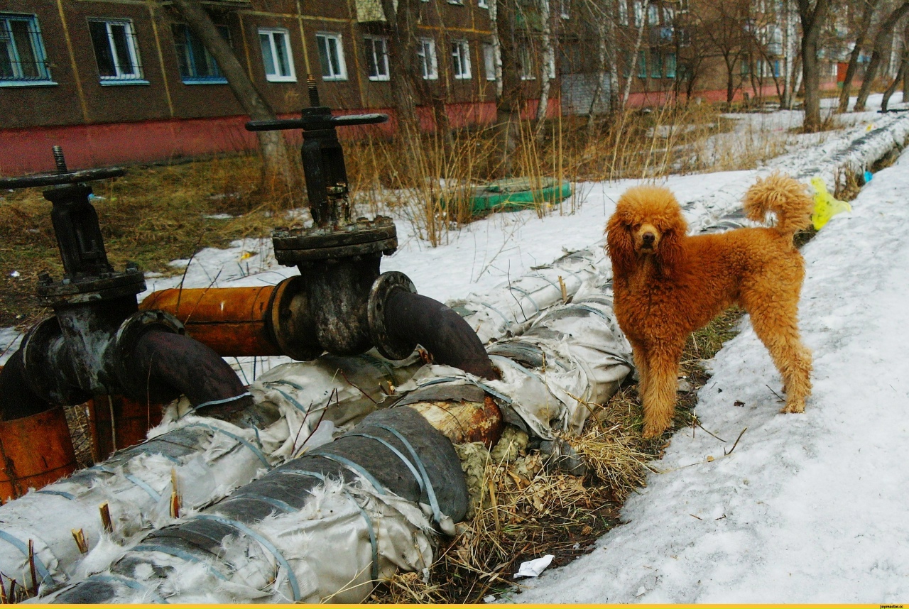 Ржавый пес