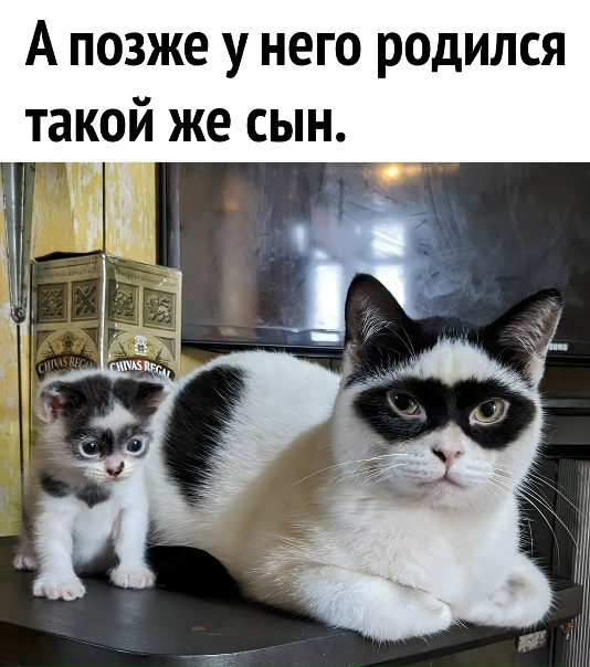 Какой же он милый