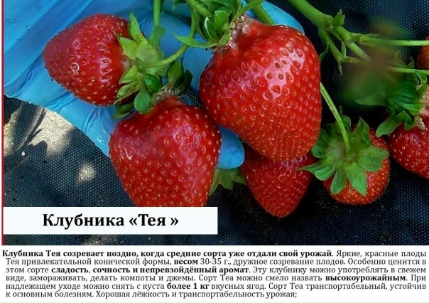 Клубника тея описание сорта фото отзывы садоводов Опытные садоводы знают, что клубника любит суглинок и чернозем. А вот на глинист