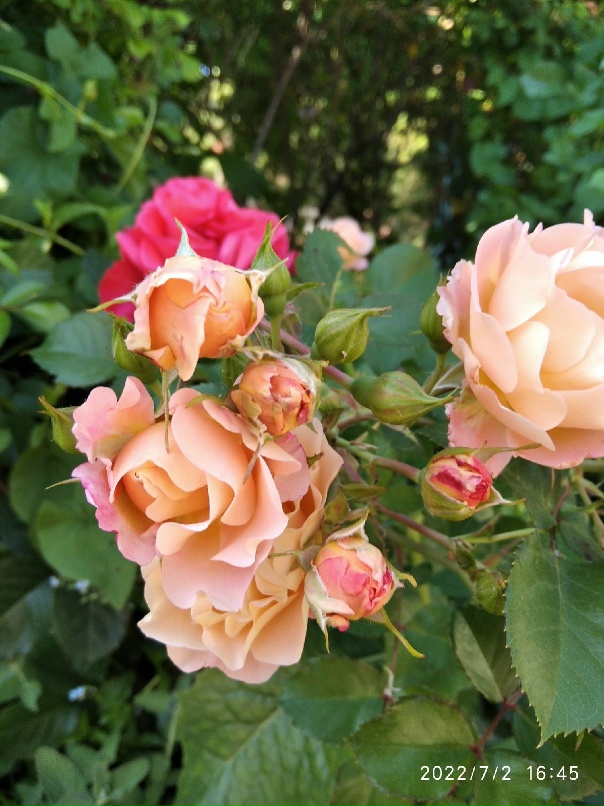 Ольга Башкирова | Домодедово