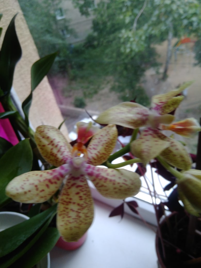 Татьяна Швырева | Воронеж