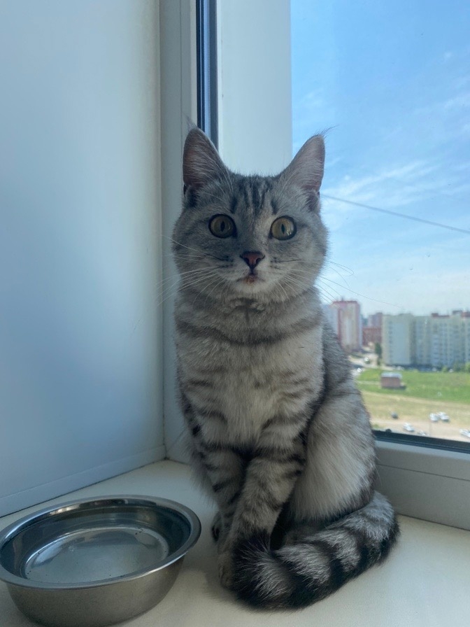 Потеряшки кемерово кошки фото Потеряшки кемерово кошки фото