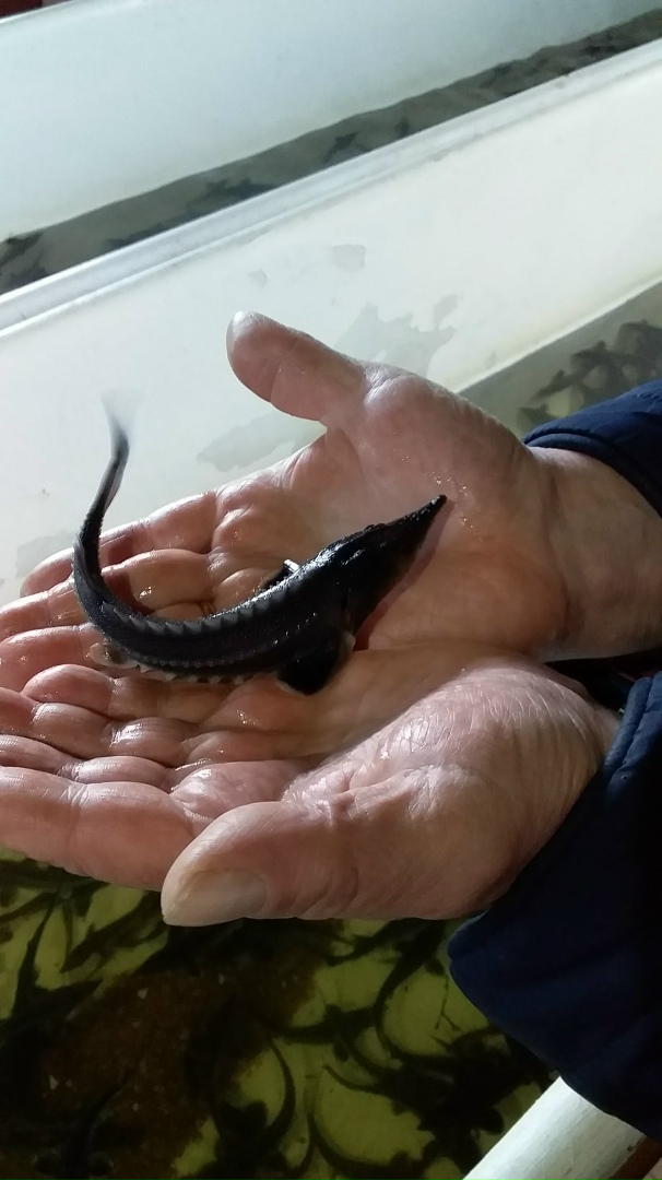 Сергей Горбушин | Кингисепп