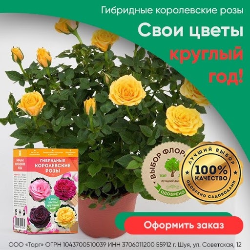 Кейс: «Королевские гибридные розы» в MyTarget!, изображение №4