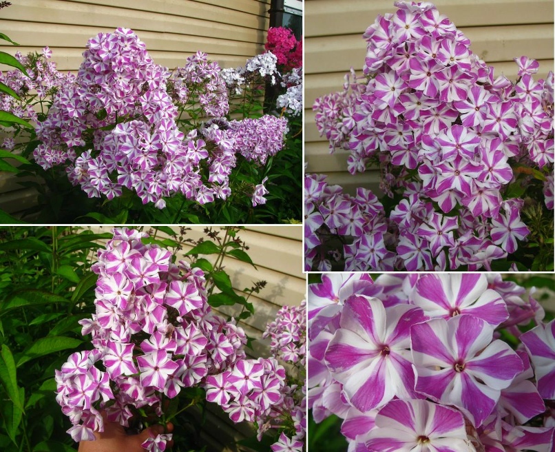 Светлана Миронова | Санкт-Петербург