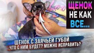 Особенный щенок тоже хочет найти своих любящих хозяев! Чихуахуа Зайка и другие.