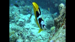 Butterflyfish, Koh Tao Thailand, Solo Scuba Diving Videography