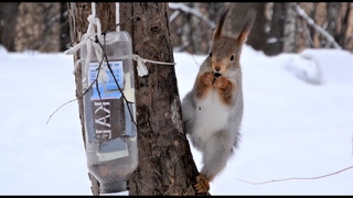 Про дикую белку и грецкий орех / About a wild squirrel and a big nut