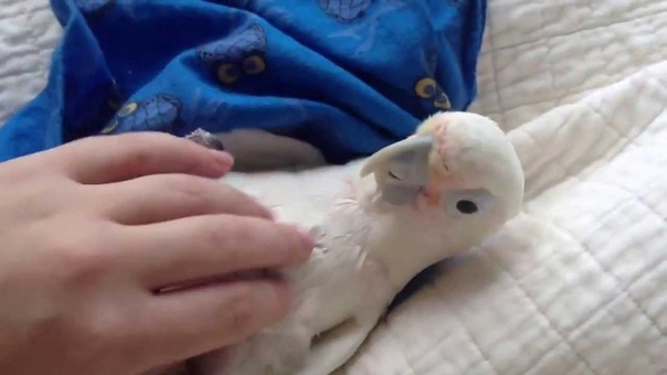 Goffins cockatoo lays on back and plays with